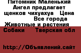 Питомник Маленький Ангел предлагает щенков чихуахуа › Цена ­ 10 000 - Все города Животные и растения » Собаки   . Тверская обл.